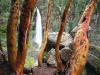 Madrone Trees and Barr Creek Falls, Mill Creek R